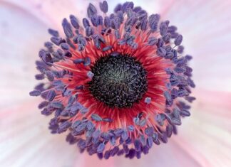 Jakie prawa ma chory psychicznie?