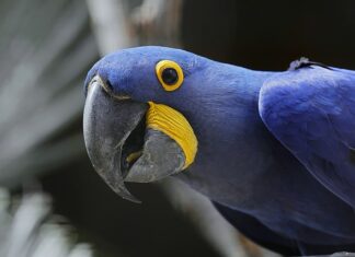 Jaka jest największa impreza w Polsce?