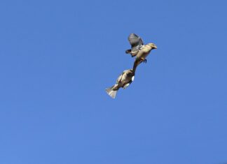 Jak reagować na kłótnie dzieci?