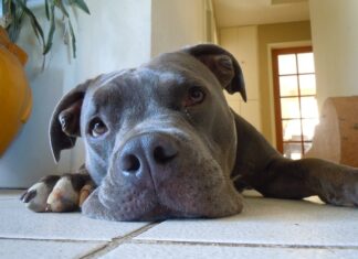 Ile płacą za 1% uszczerbku na zdrowiu? Ile płacą za 1% uszczerbku na zdrowiu?