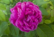 Czy ZUS może nie uznać wypadku przy pracy? Czy ZUS może nie uznać wypadku przy pracy?