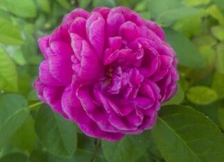 Czy ZUS może nie uznać wypadku przy pracy?