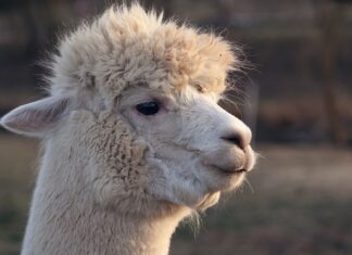 Co się dzieje w głowie schizofrenika?