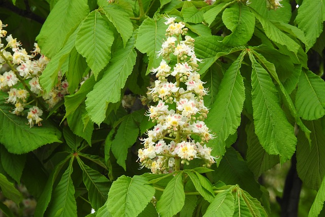 Ile procent z matury na studia? Ile procent z matury na studia?