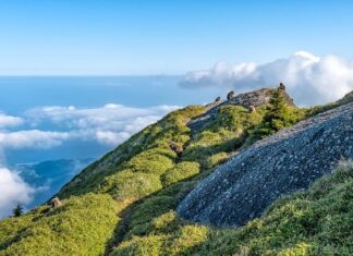 Jaka jest różnica między ojcem a tata?