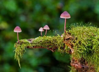 Jakie są rodzaje sieci dystrybucji?